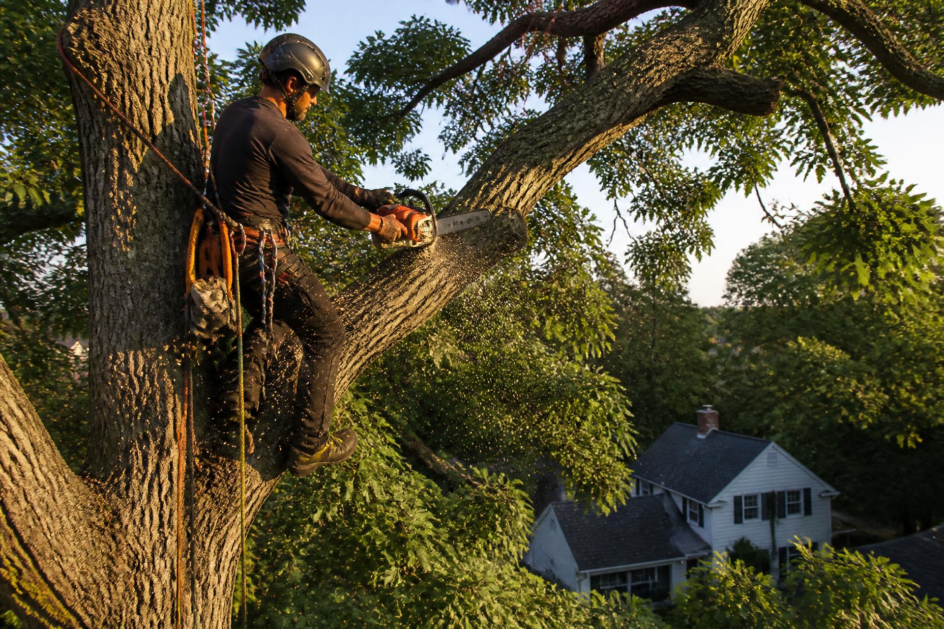 Certified arborist in a safety harness pruning a large healthy oak beside a suburban home